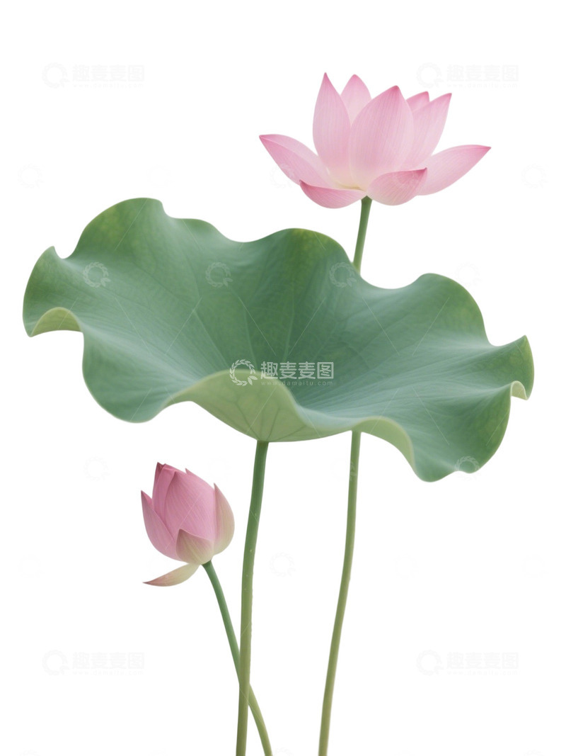 高清大图下载【趣麦麦图】荷花免扣素材410