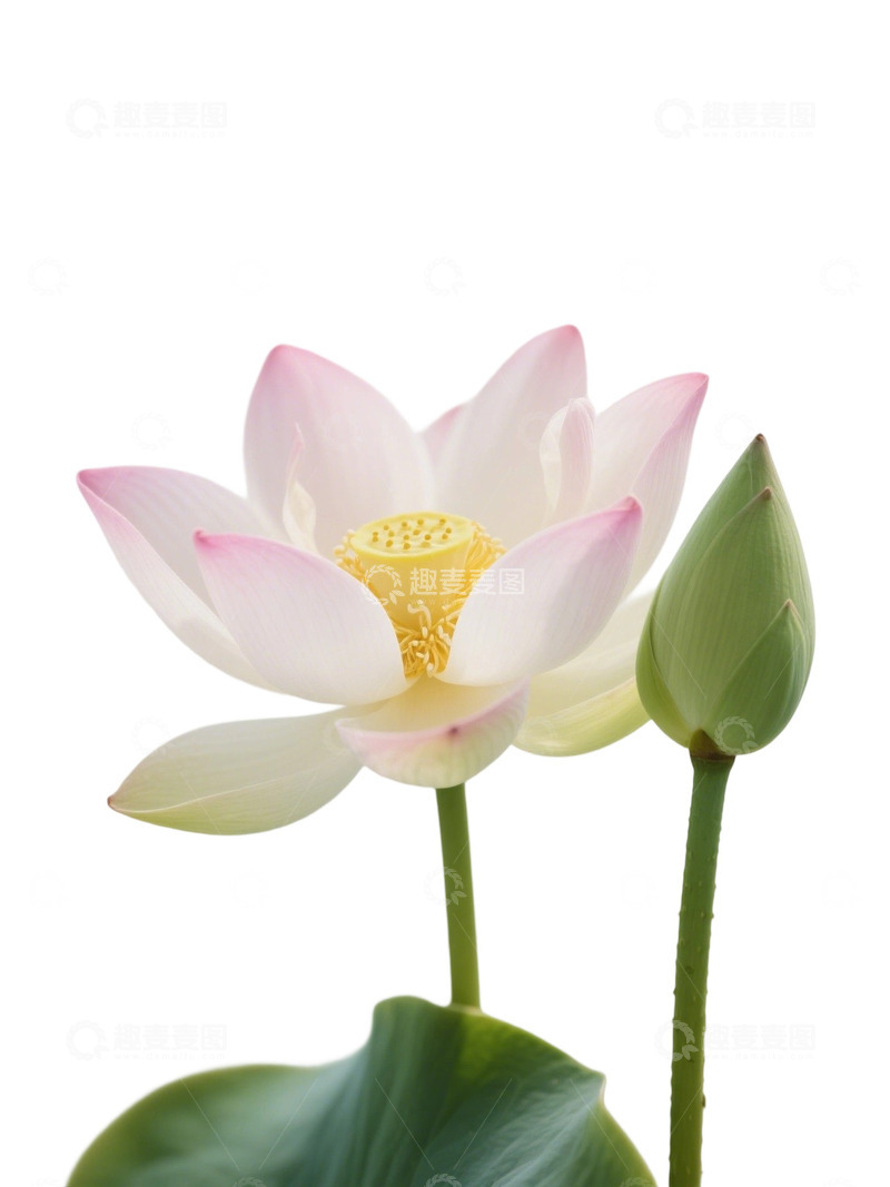 荷花免扣素材383