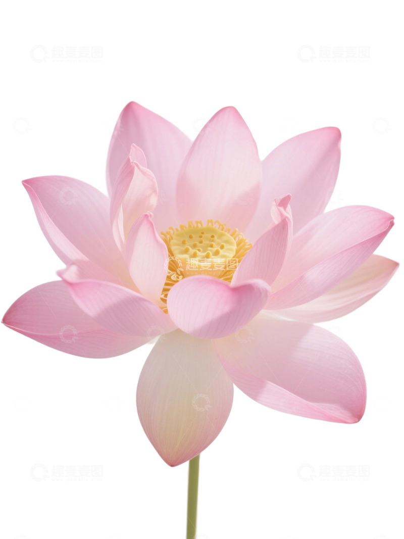 荷花免扣素材331