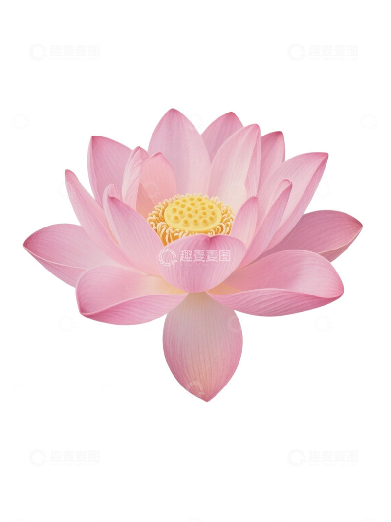 荷花免扣素材340