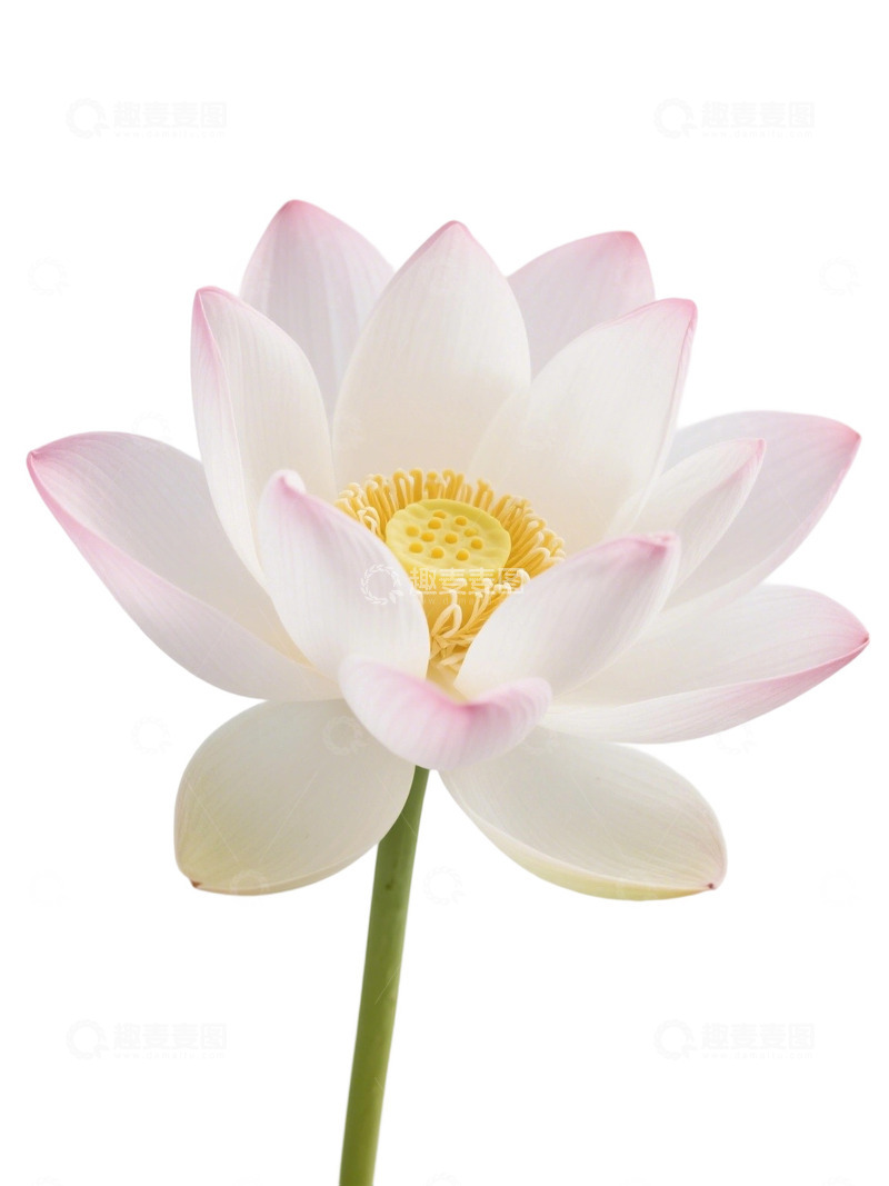 高清大图下载【趣麦麦图】荷花免扣素材387