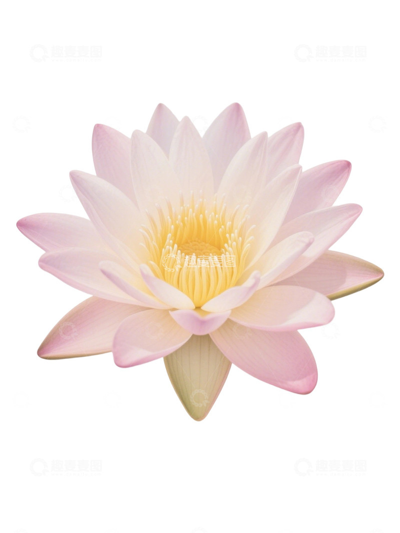 高清大图下载【趣麦麦图】荷花免扣素材358