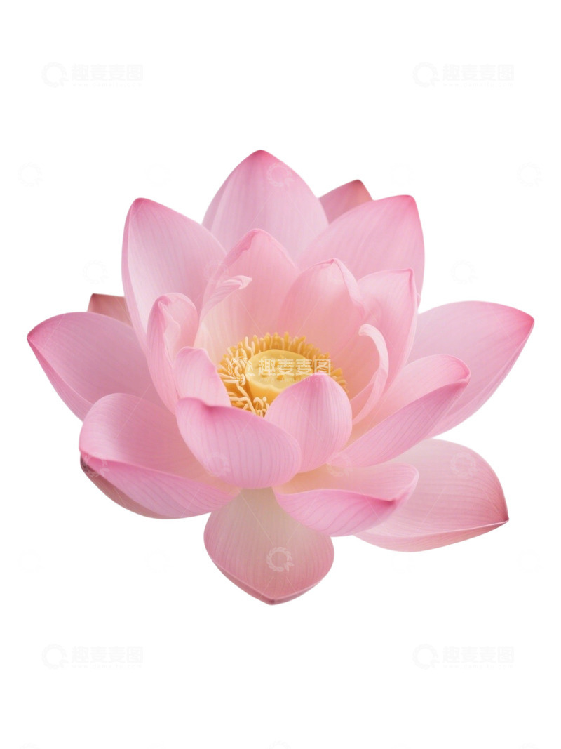 高清大图下载【趣麦麦图】荷花免扣素材342