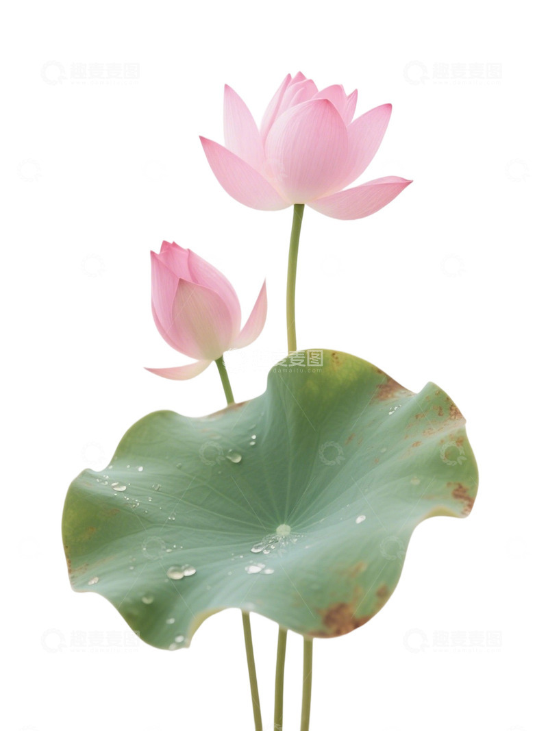 荷花免扣素材412