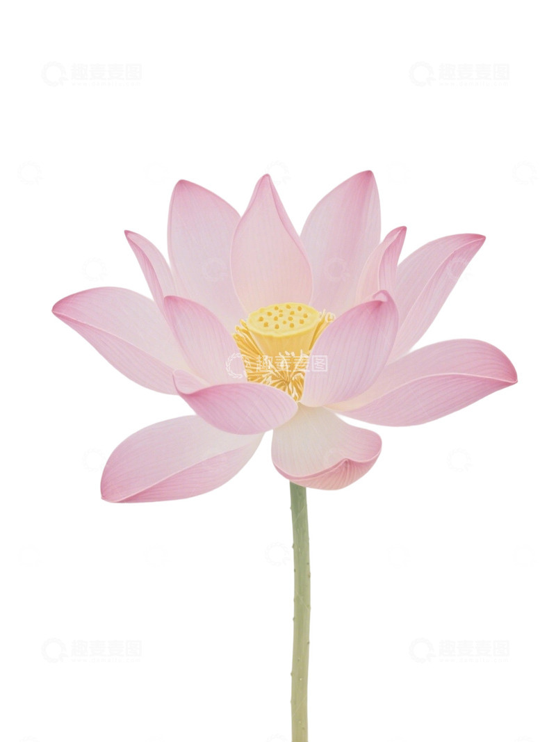 荷花免扣素材348