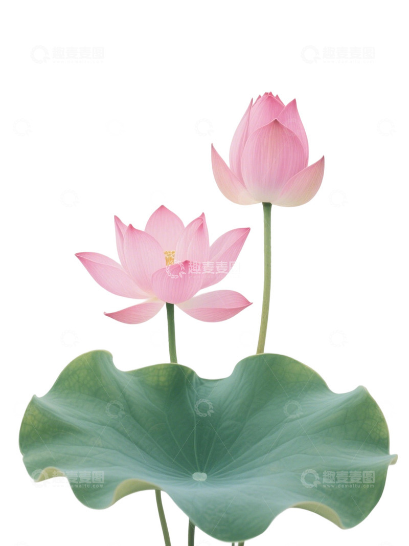 荷花免扣素材504