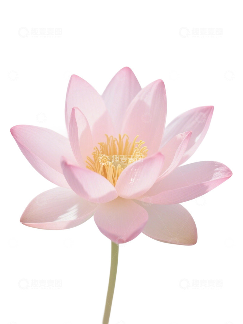 高清大图下载【趣麦麦图】荷花免扣素材332