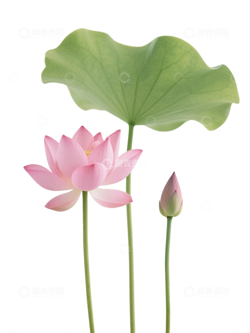 荷花免扣素材415