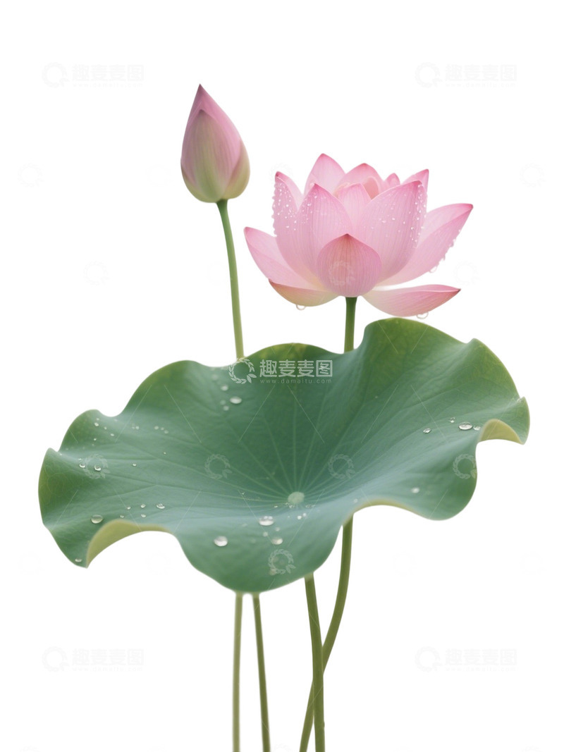 荷花免扣素材416