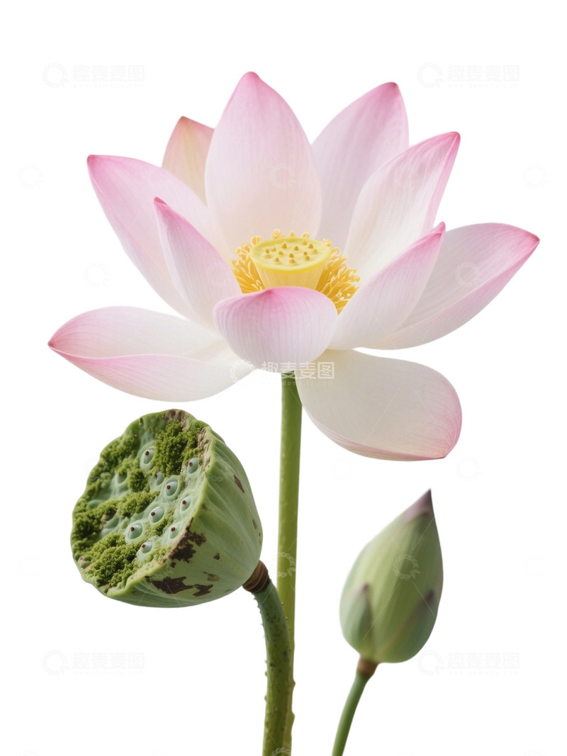 高清大图下载【趣麦麦图】荷花免扣素材370