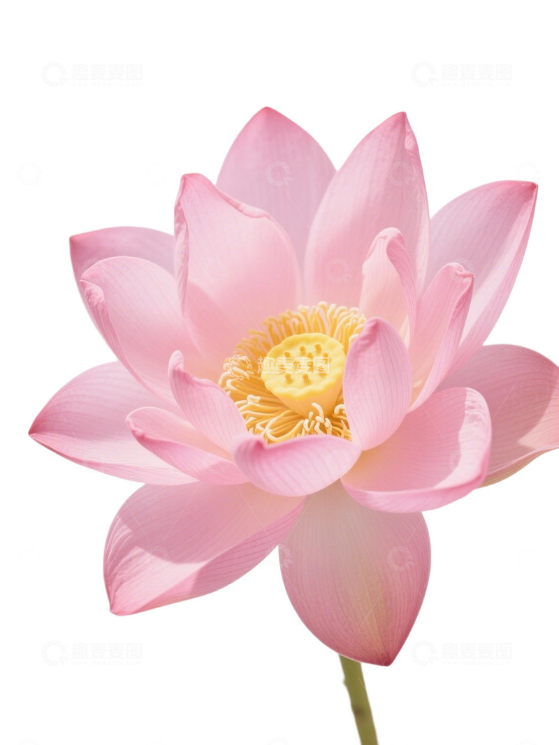 荷花免扣素材341