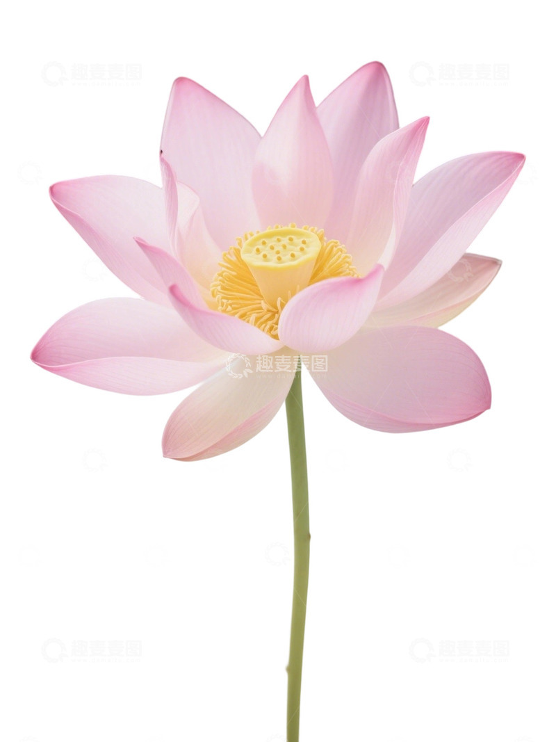 高清大图下载【趣麦麦图】荷花免扣素材356