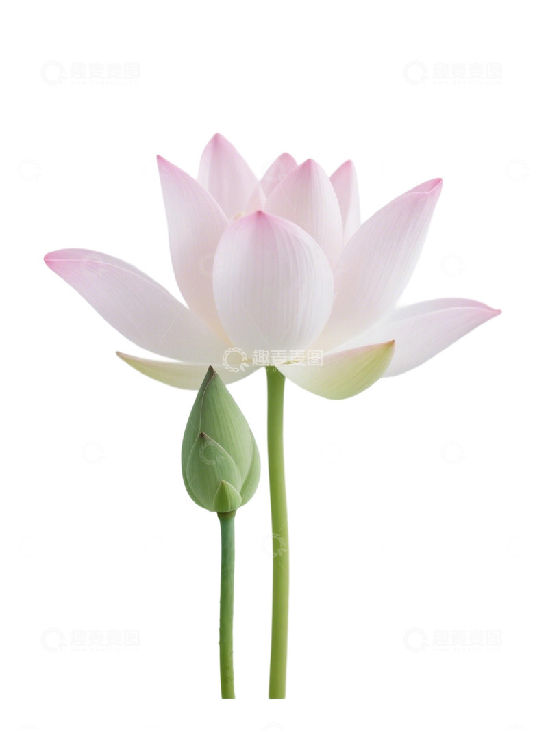 荷花免扣素材366