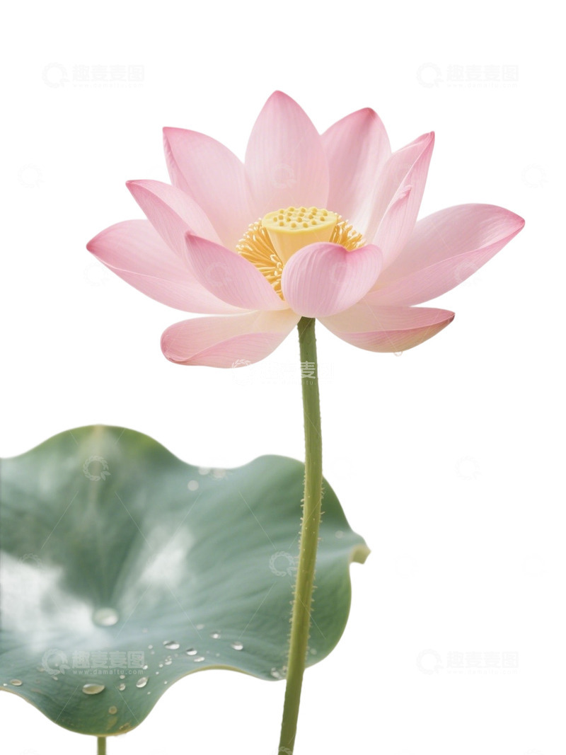 高清大图下载【趣麦麦图】荷花免扣素材406