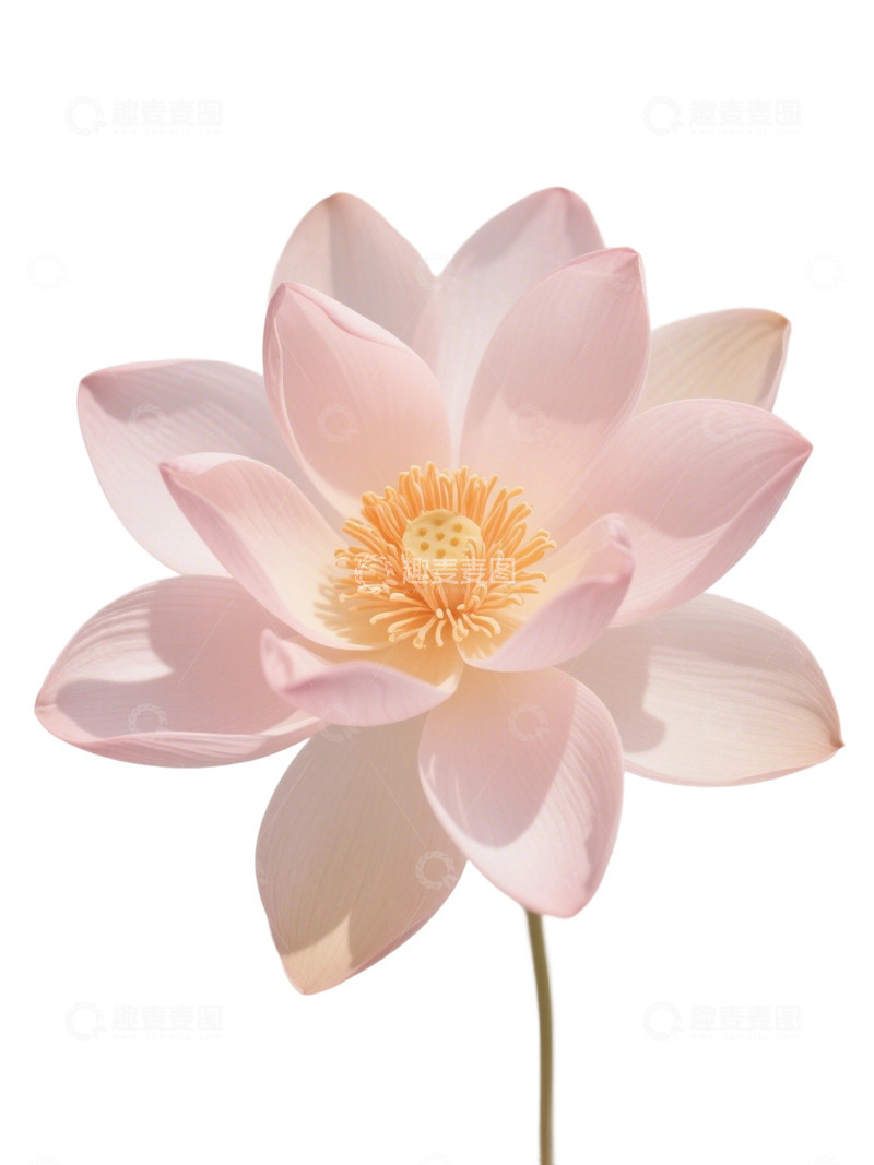 高清大图下载【趣麦麦图】荷花免扣素材351