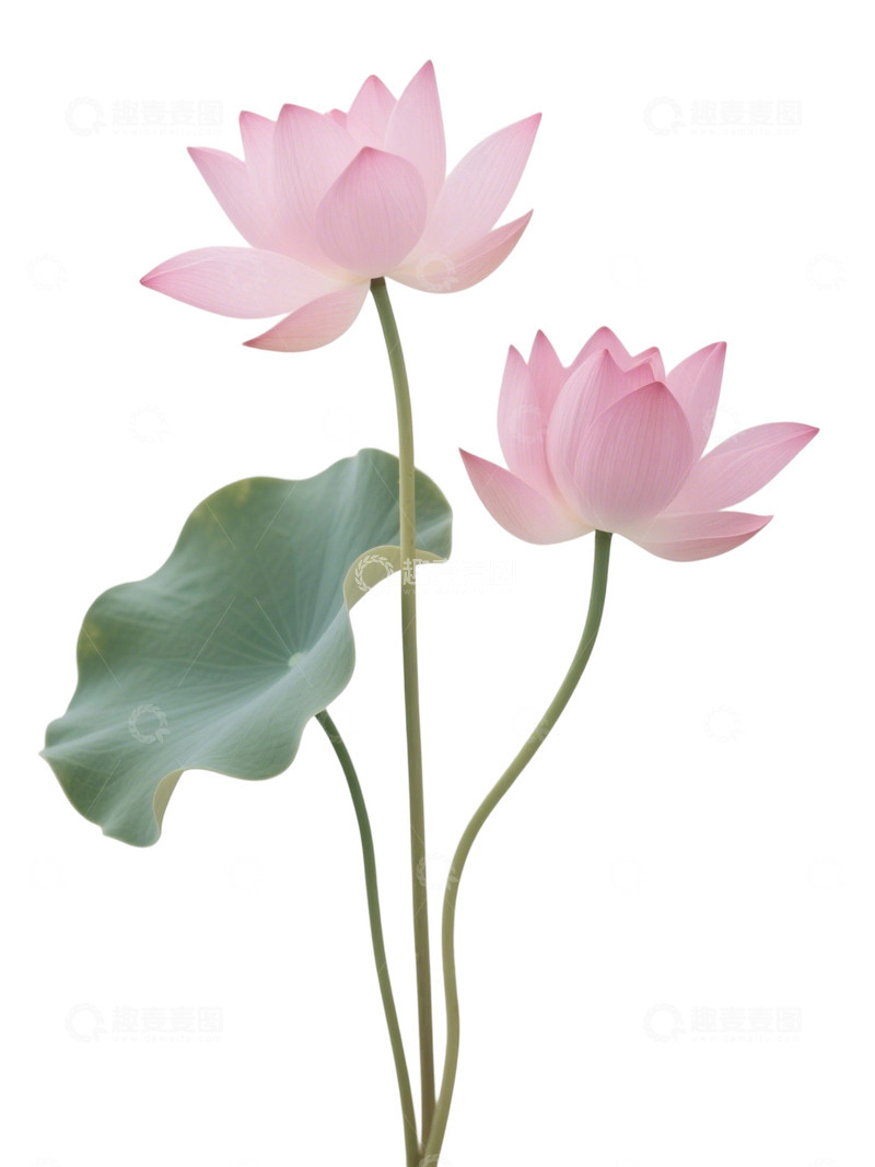 高清大图下载【趣麦麦图】荷花免扣素材413