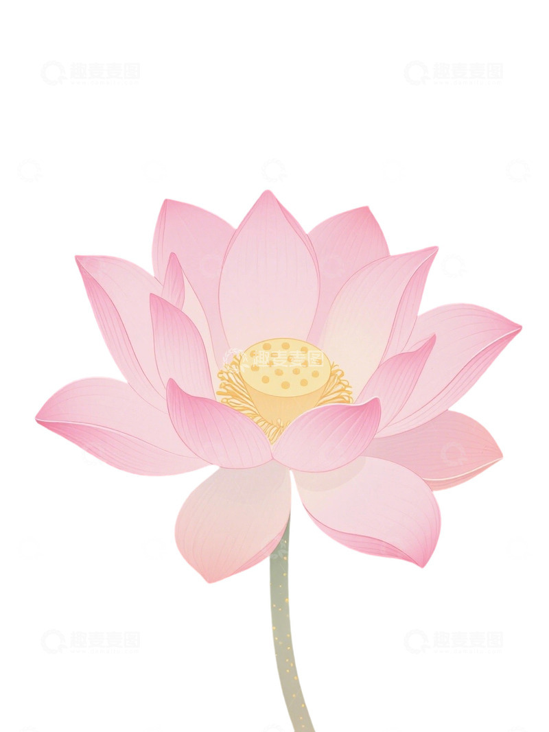 高清大图下载【趣麦麦图】荷花免扣素材335