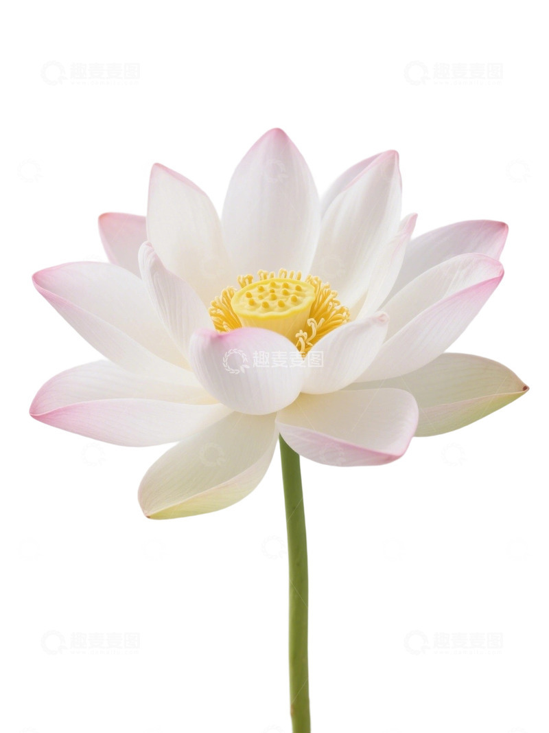 高清大图下载【趣麦麦图】荷花免扣素材368