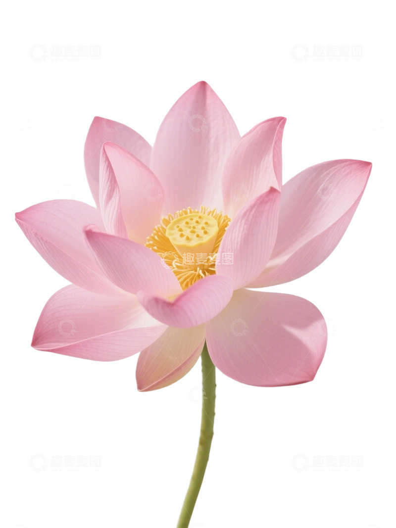 高清大图下载【趣麦麦图】荷花免扣素材355