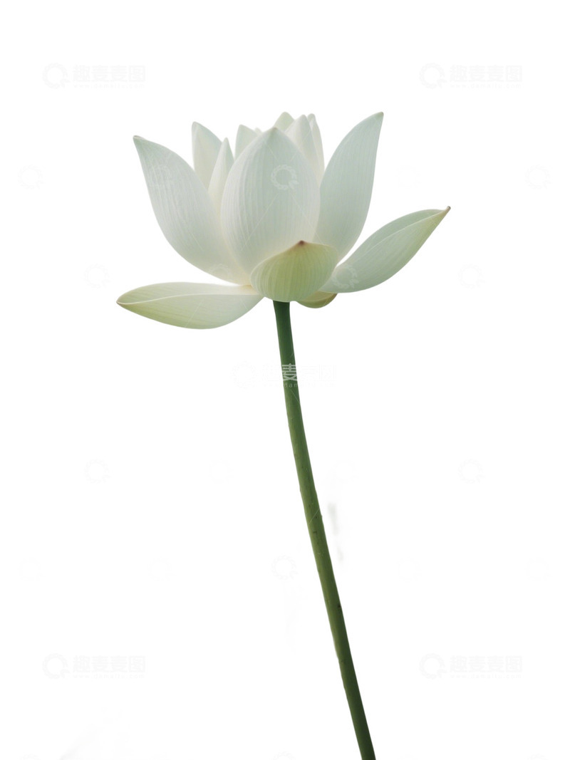 高清大图下载【趣麦麦图】荷花免扣素材408