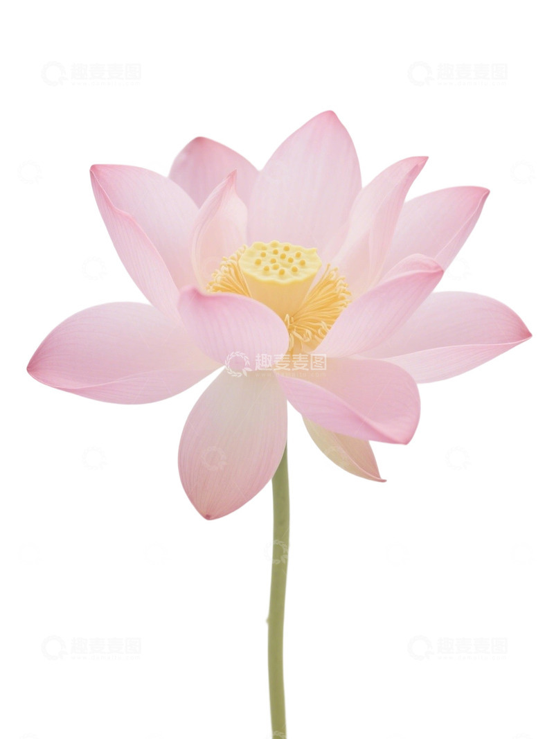 荷花免扣素材333