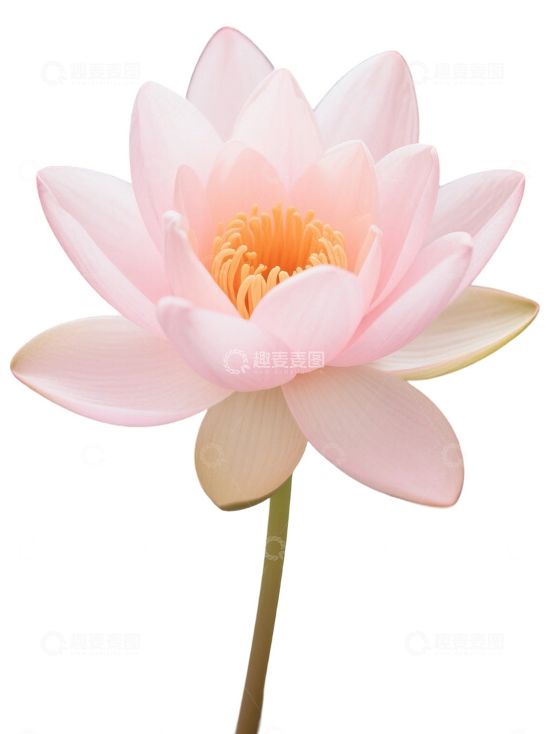 荷花免扣素材352