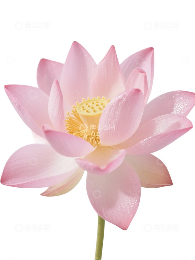 高清大图下载【趣麦麦图】荷花免扣素材344