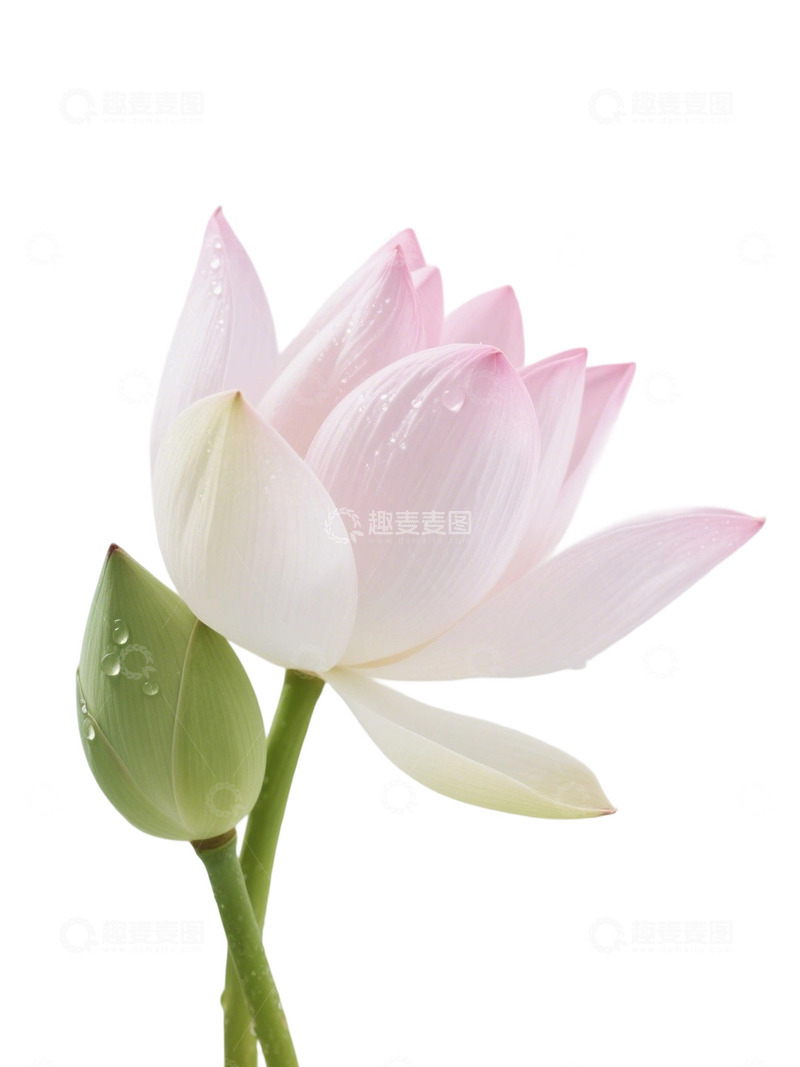 高清大图下载【趣麦麦图】荷花免扣素材361