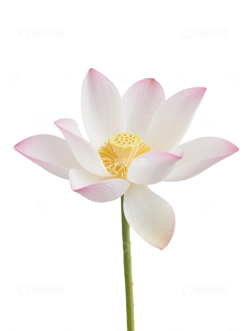 高清大图下载【趣麦麦图】荷花免扣素材384