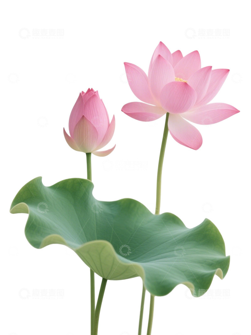 荷花免扣素材414