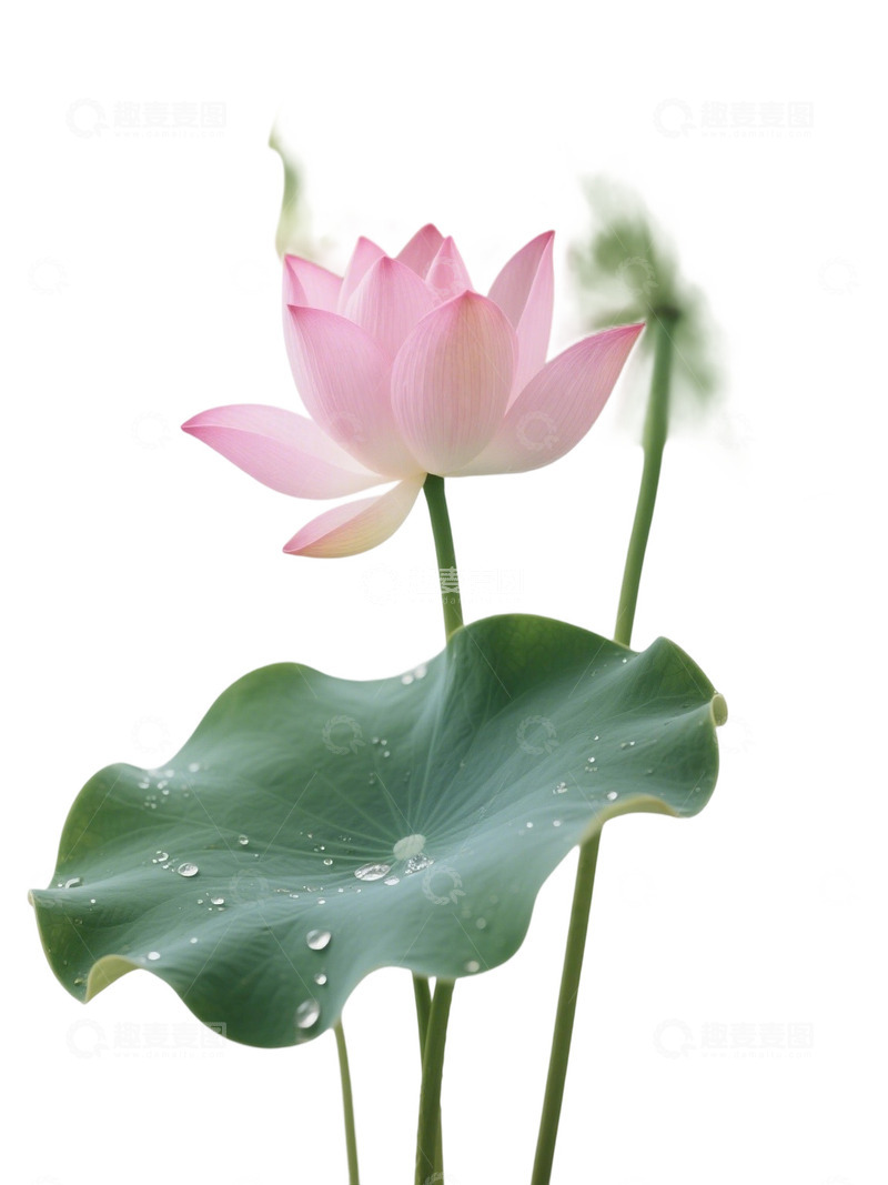 荷花免扣素材411