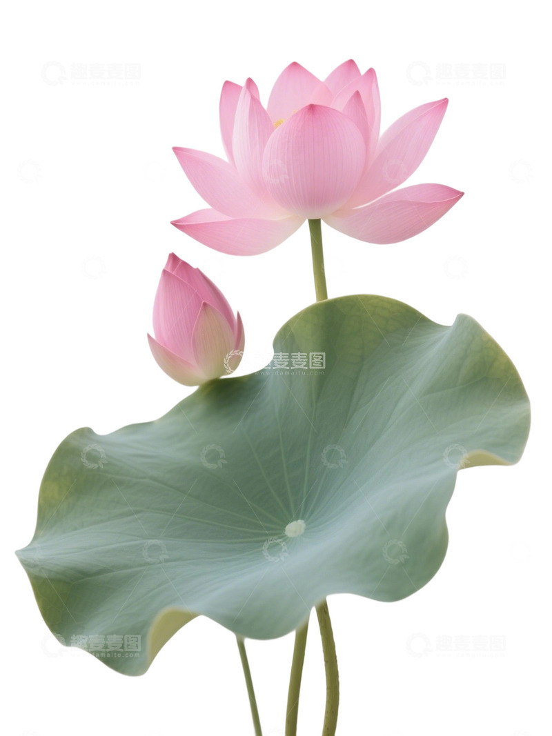 高清大图下载【趣麦麦图】荷花免扣素材523
