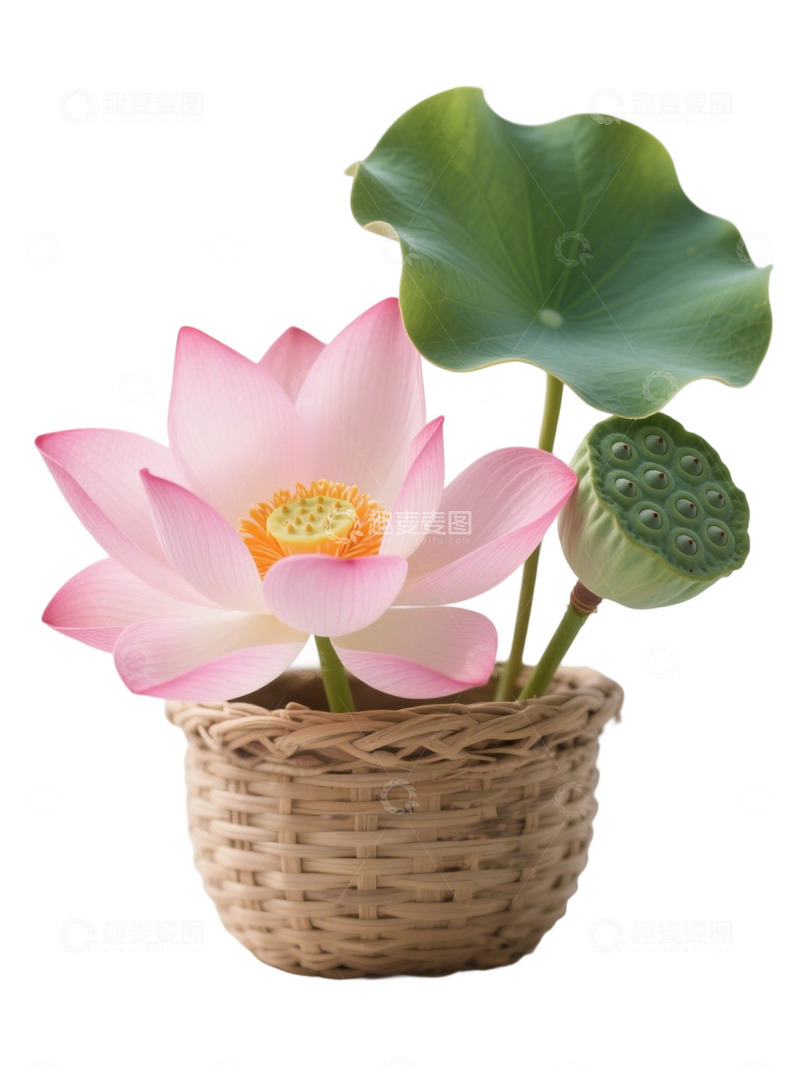 荷花免扣素材657