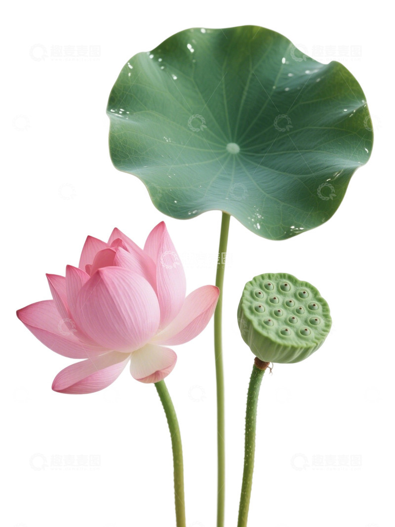 高清大图下载【趣麦麦图】荷花免扣素材529