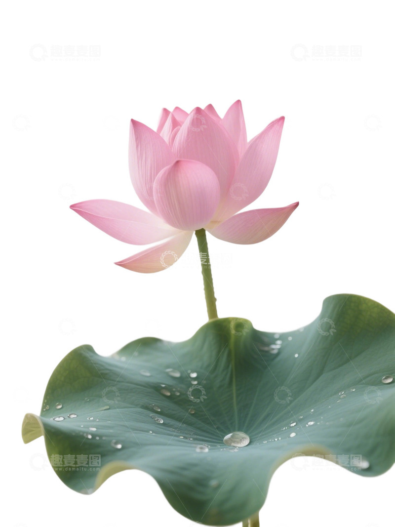 高清大图下载【趣麦麦图】荷花免扣素材518