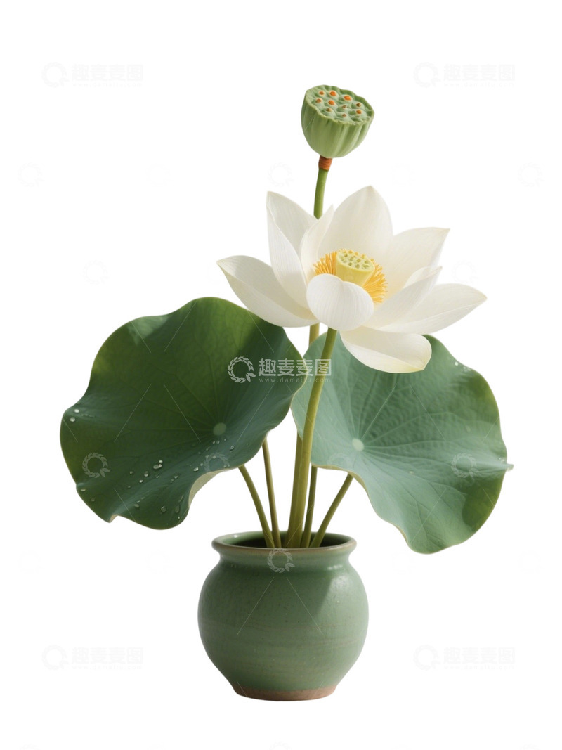 荷花免扣素材645