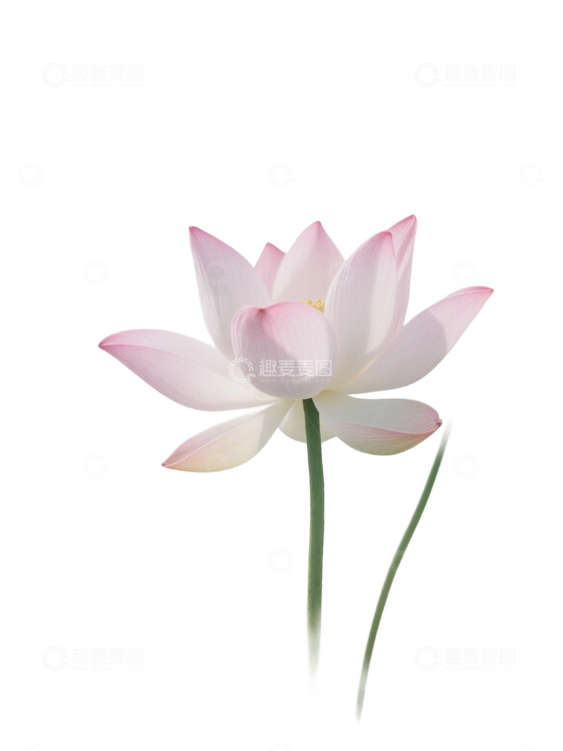 荷花免扣素材511