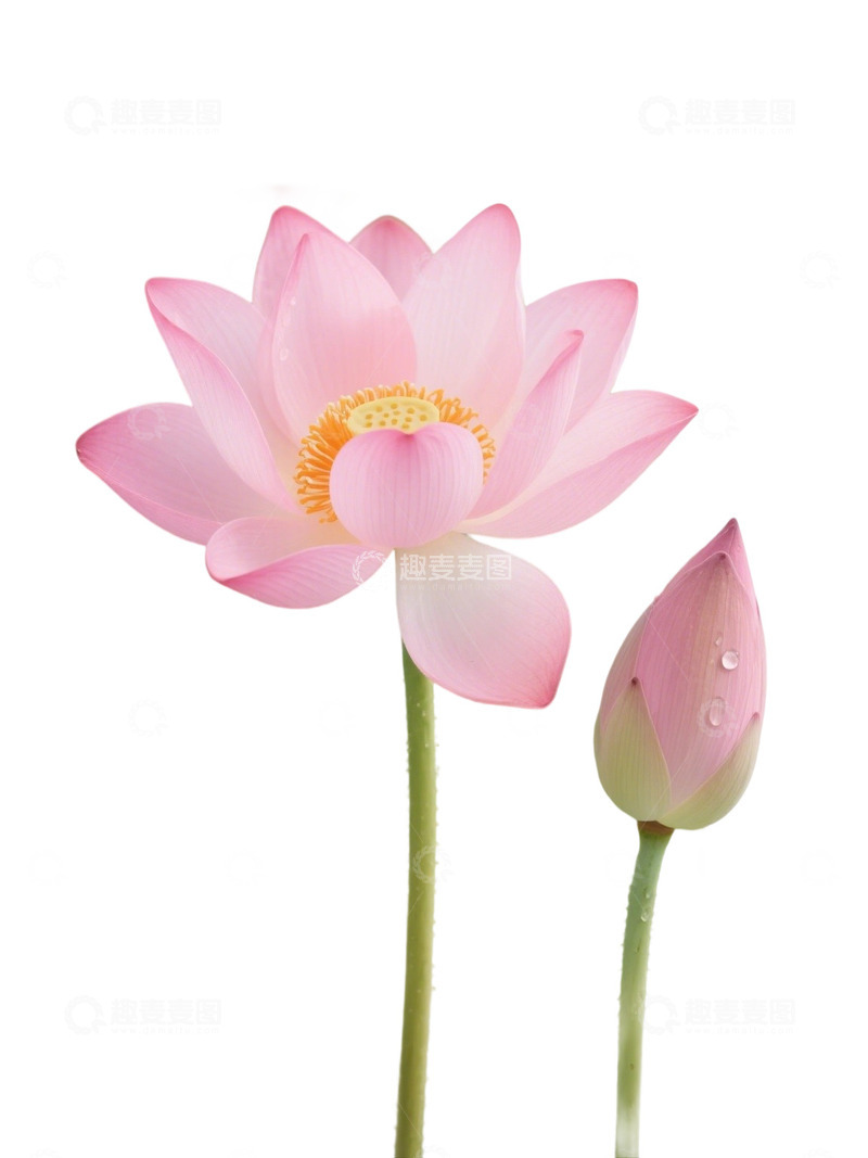 高清大图下载【趣麦麦图】荷花免扣素材517
