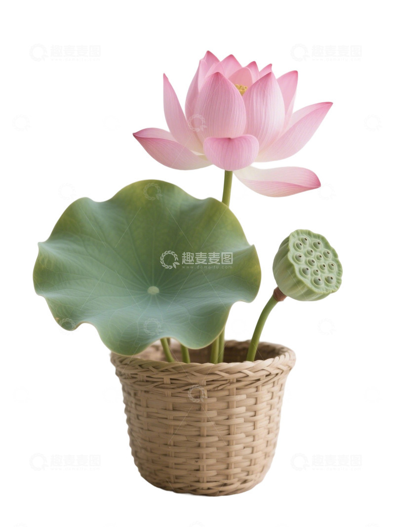 荷花免扣素材651