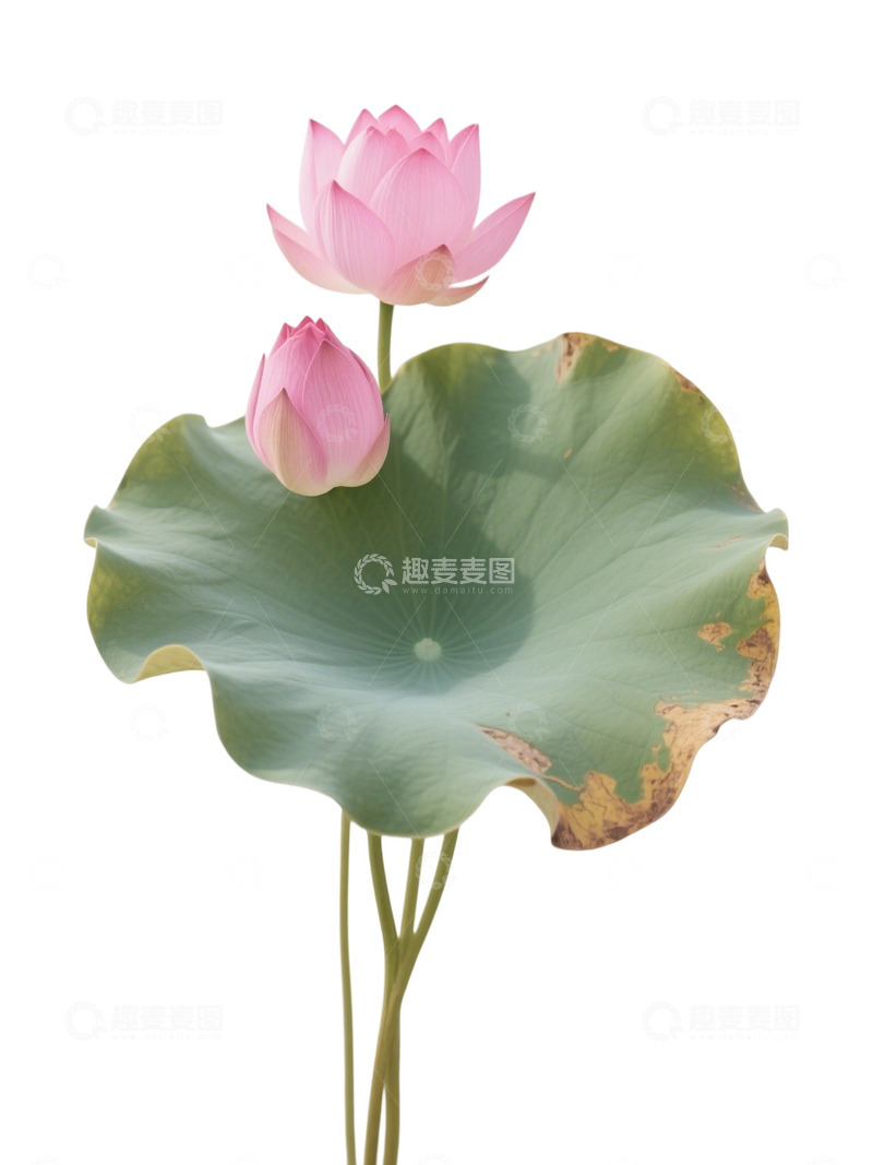 高清大图下载【趣麦麦图】荷花免扣素材5251