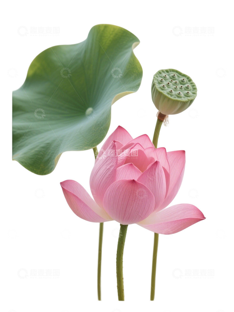 荷花免扣素材521