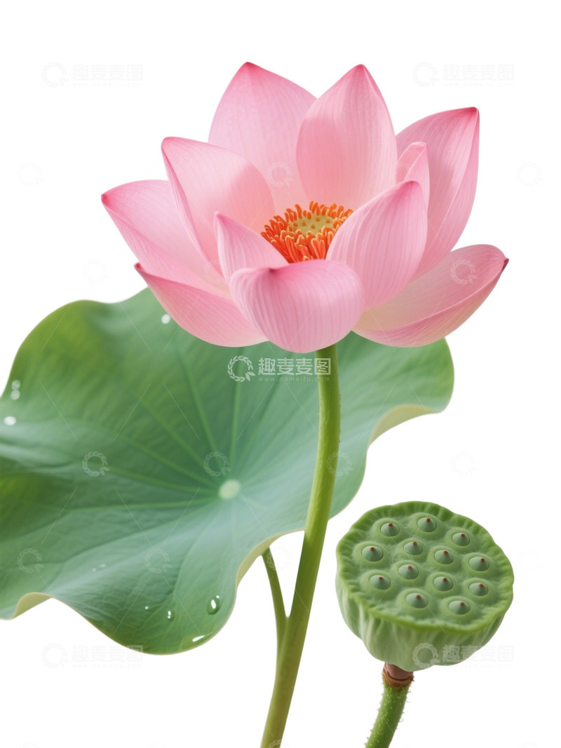 高清大图下载【趣麦麦图】荷花免扣素材546