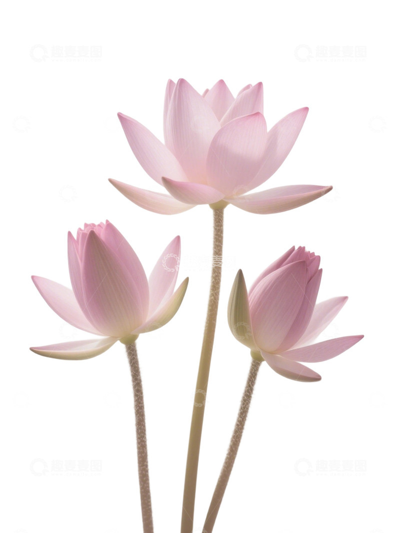 荷花免扣素材535