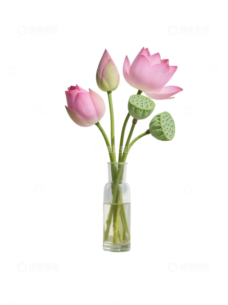 高清大图下载【趣麦麦图】荷花免扣素材696