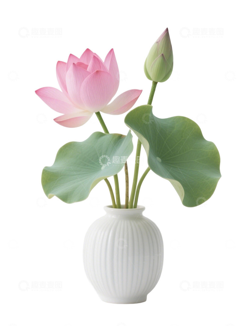 高清大图下载【趣麦麦图】荷花免扣素材704