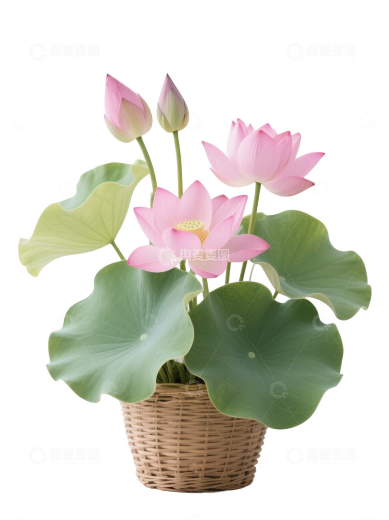 高清大图下载【趣麦麦图】荷花免扣素材683