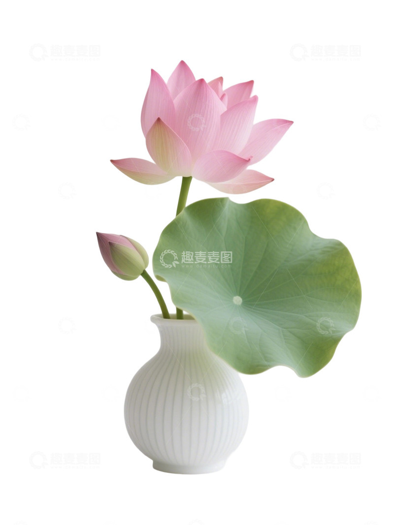 荷花免扣素材738