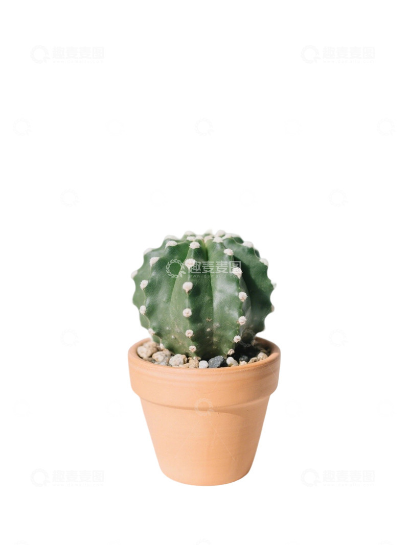 高清大图下载【趣麦麦图】多肉植物免扣素材19