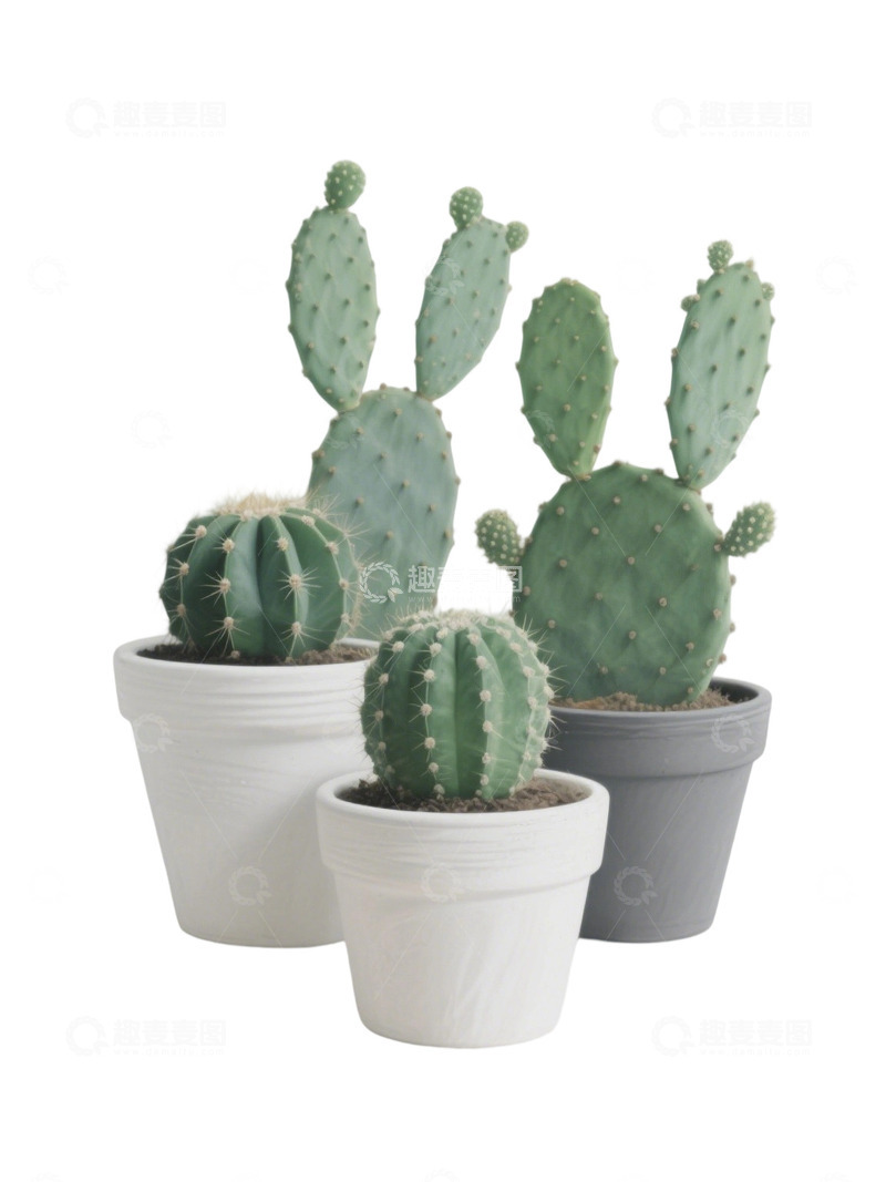 高清大图下载【趣麦麦图】多肉植物免扣素材16