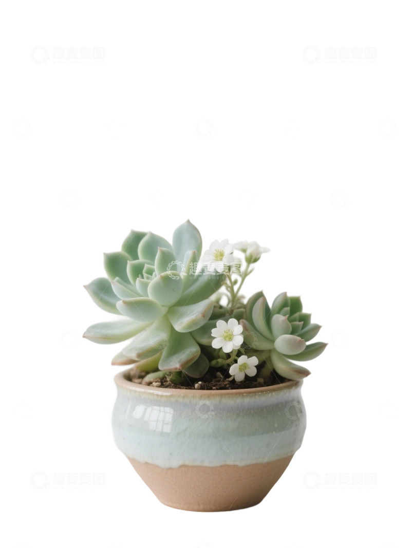 高清大图下载【趣麦麦图】多肉植物免扣素材23